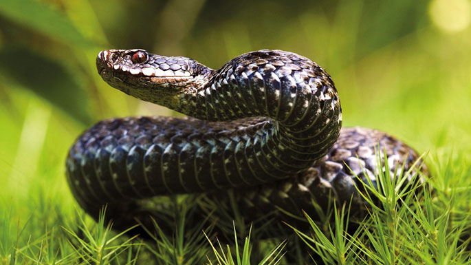 Closup of a snake, curled up on grass