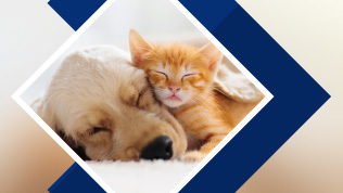 A ginger cat and labrador puppy snuggling on a carpet