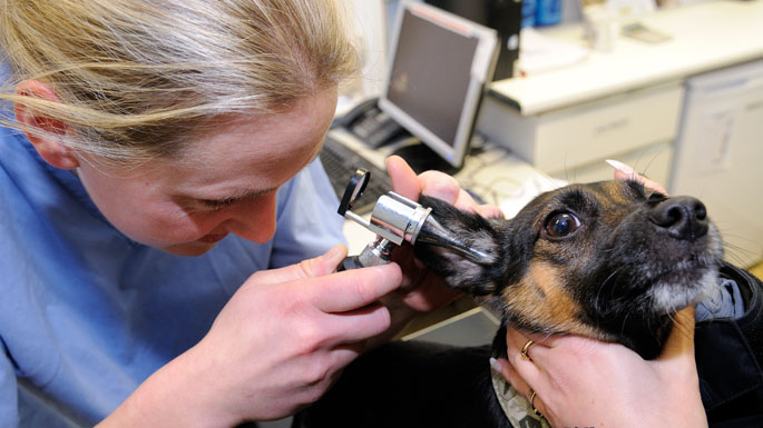 A vet inspecting the ear of a black and orange dog, using a medical magnifier