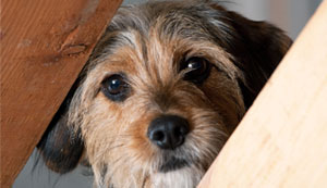 A small dog peaking at us between two fence panels