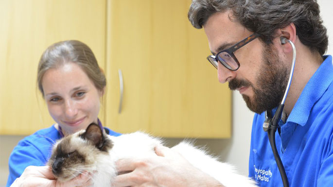 Two vets helping to check a white cat in the surgery