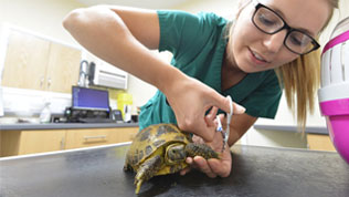 A veterinary nurse, wearing green scrubs, tending to a small tortoise's leg