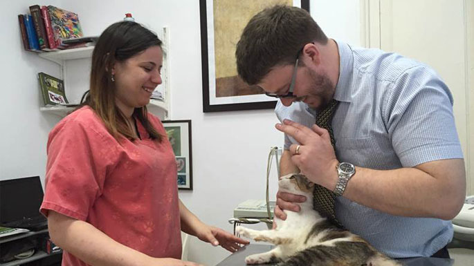 A vet and veterinary nurse performing a checkup on a white and brown cat, in a practice office