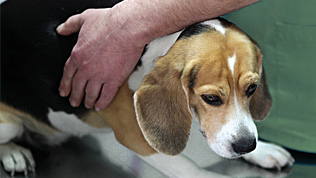 A Beagle dog being patted