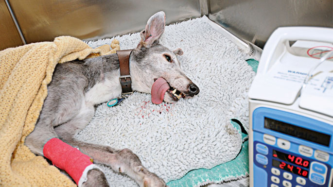 A grey dog under anaesthetic before surgery