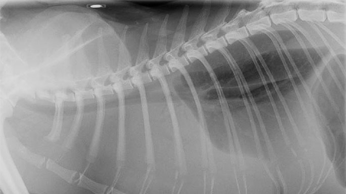 Closeup x-ray of an animal's spine