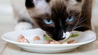 A closeup of a cat eating its food from a saucer