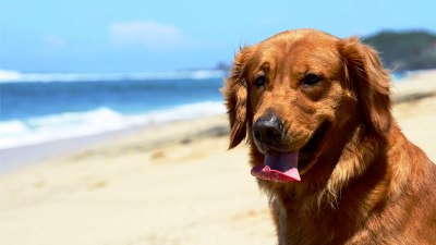 A brown dog sat on the beach, looking out towards the sea