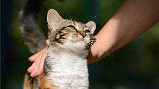 An orange and white cat being smoothed by someone outside