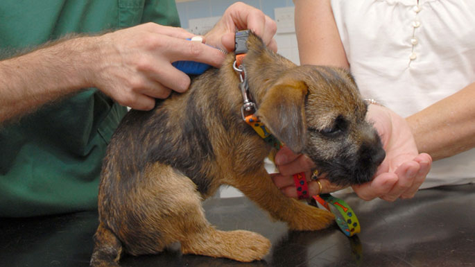 A brown puppy is having its microchip checked by a vet, while its owner stands next to it