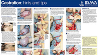 A BSAVA poster showing the process of castration