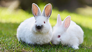 Two white rabbits sitting on grass on a sunny day