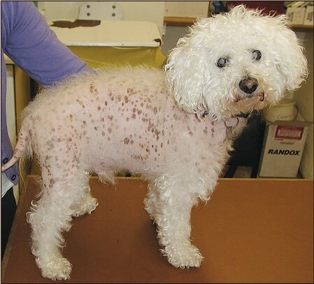 A dog in a veterinary practice, suffering with canine alopecia