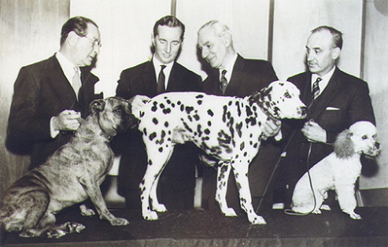 Early BSAVA - four members discussing and examining a dalmation, with a different dog breed either side of it