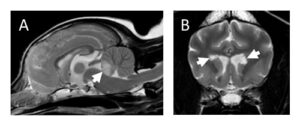 Two dog brain scans, one side view and the other looking down on the top of the head