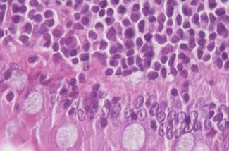 Closeup of feline cells