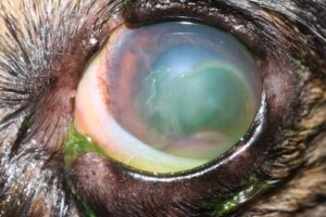 Closeup of a dog's infected eye