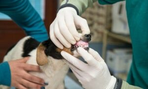 A white, black and brown dog having its teeth checked by a vet