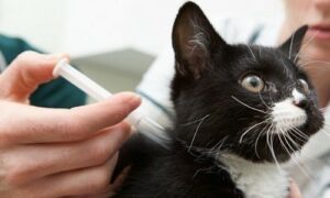 A black and white cat receiving radioiodine therapy