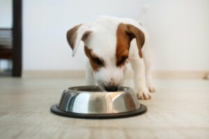 A Jack Russell puppy eating its food from a silver metal bowl