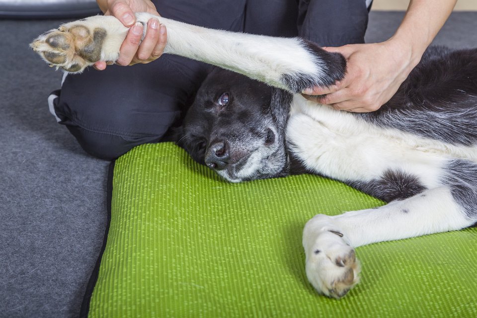 A grey and white dog lying down, having its leg and paw gently stretched for physiotherapy