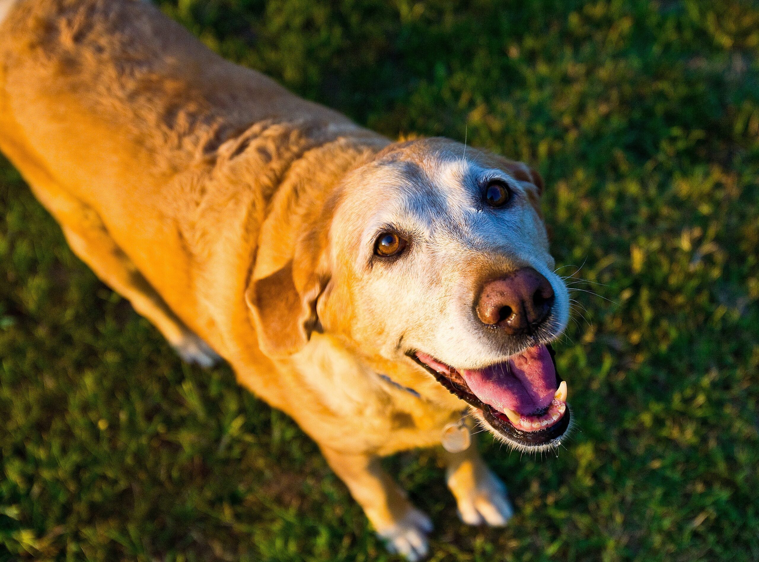 Closeup of a dog looking into the camera. The dog is standing outside on grass as the sun is setting