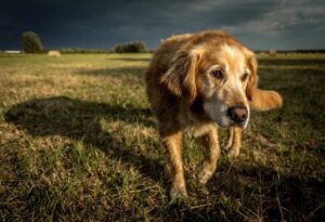 A golden coloured dog wandering in a field at the end of the day