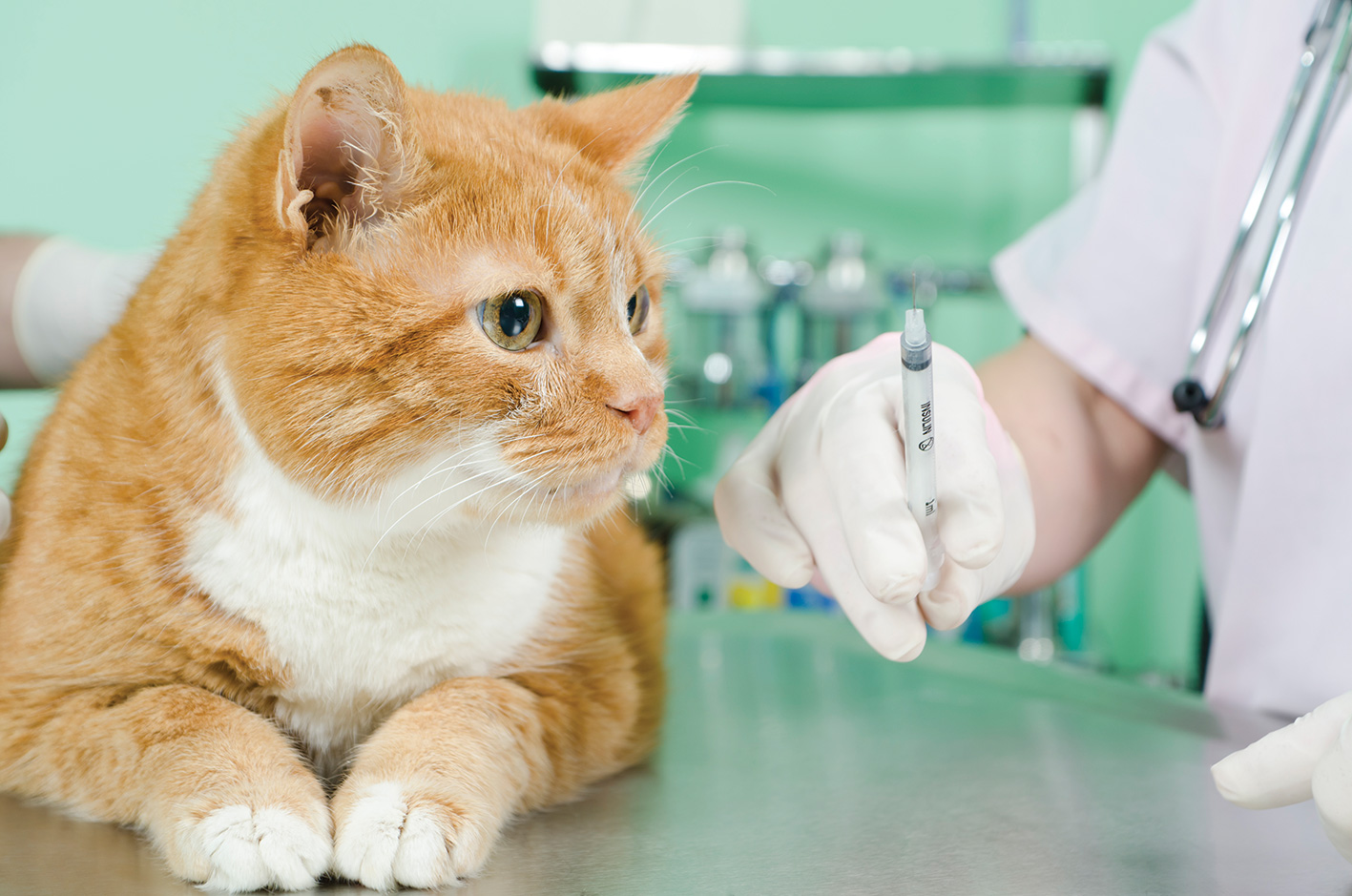 A ginger cat is sat on a metal table in a vet surgery. A vet gets ready to provide an injection