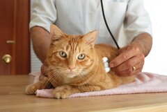 A ginger cat lying down and having its heart checked by a vet using a stethoscope