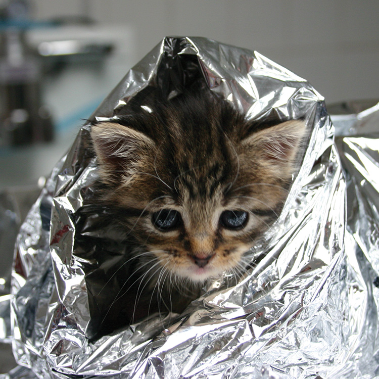 A grey kitten poking its head out of a silver recovery blanket, inside of a veterinary surgery