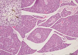 Investigation of cat cells in potential diabetic cats. Part of research funding from BSAVA PetSavers