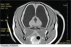 A scan of a canine's brain