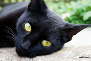 Closeup of a black cat, lying down and staring into the camera