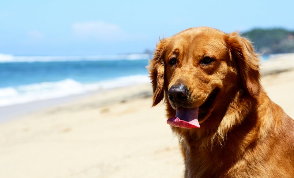 Golden dog sitting on the beach