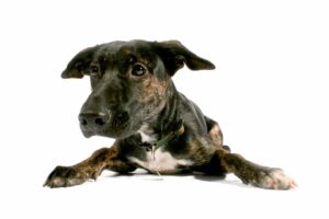 Closeup of black dog against a white background