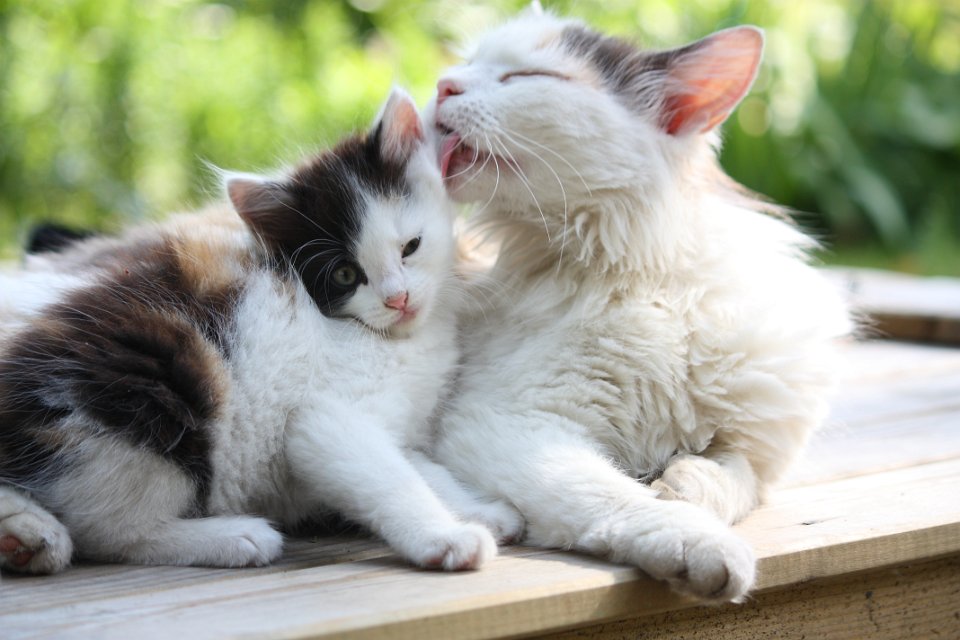 White and brown mother cat cleaning its kitten on a porch