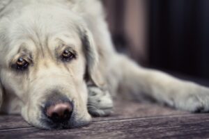 Sad dog closeup, lying on a wooden floor, staring towards the camera