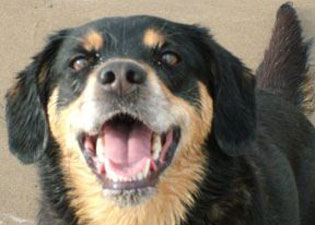 Ben - closeup of dog