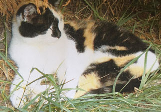 Bubbles the cat - lying down on grass