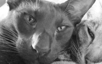 Nikko - Oriental Havana cat