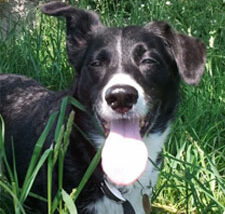 Snoopy the dog - tongue wagging as moving through the long grass