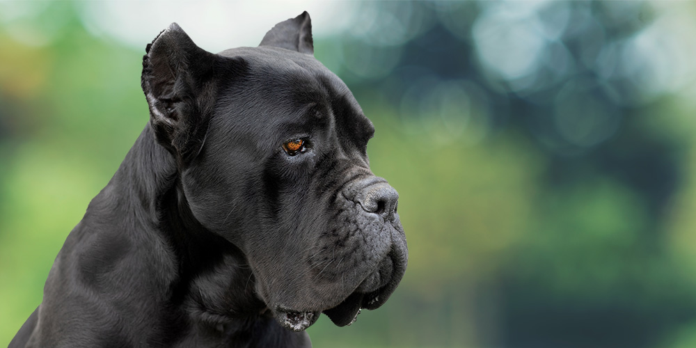 Cane corso sales ear cropping vets