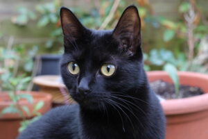 Closeup of a black cat's face, outside in the garden